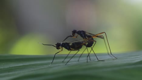 insect-mating-process,-animal-reproduction-video