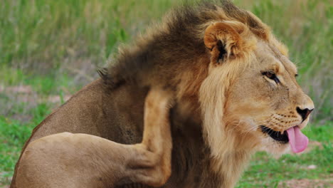 Side-View-Of-Adult-Lion-Sitting-On-Grassfield-Scratching-Its-Itchy-Head-With-Thick-Mane-In-Central-Kalahari-Botswana