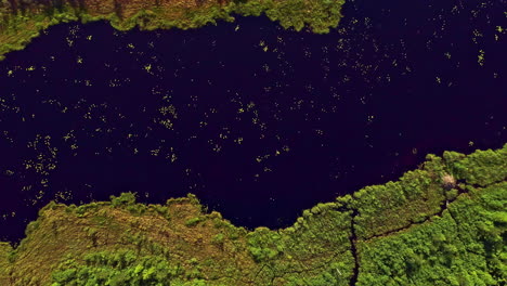 Drone-bird's-eye-view-over-a-calm-lake-water-surrounded-thick-green-vegetation-at-daytime
