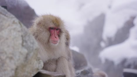 Macaco-Japonés,-Expresión-De-Pensamiento-Profundo-En-La-Cara,-Sentado-En-Agua-Humeante