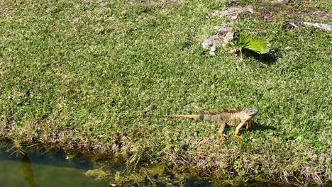 A-low-angle-view-of-a-large-iguana-on-green-grass-in-Florida