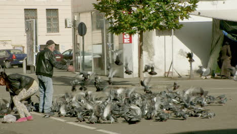 WIDE-SHOT---100s-of-pigeons-being-fed-by-a-man-in-the-street
