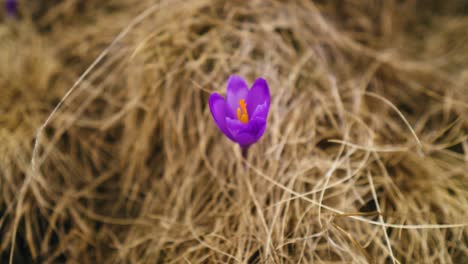 Panning-right-close-up-of-one-violet-crocus-with-yellow-dry-grass-in-the-background