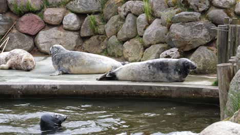 A-Young-Grey-Seal-Looking-At-Three-Adult-Grey-Seals-Resting-Near-The-Pool-At-Animal-Park