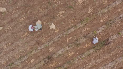 Aerial-view-as-laborers-harvest-potatoes-on-dry-farmland