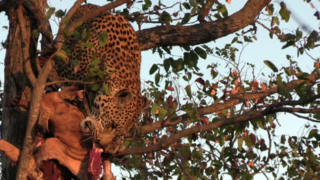 Leopard-on-Tree-Eating-Meat-From-Prey,-Wild-Animal-in-Natural-Habitat-on-Sunrise,-Zoom-In