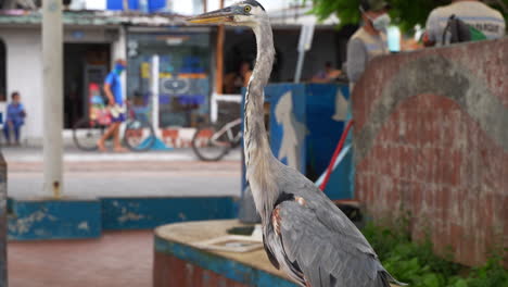 Lone-Great-Blue-Heron-Standing-Perched-Outside-At-Santa-Cruz-Island-With-Tourists-Walking-In-Background