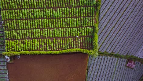 Ascending-top-down-shot-of-farmer-spraying-Pesticide-on-growing-fruits-and-vegetables