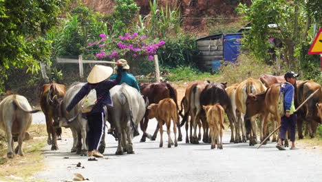 Vietnamese-Herder-Hitting-Water-Buffalo-And-Cows-With-A-Stick-While-Walking-In-The-Road