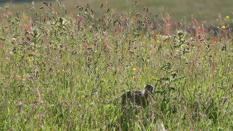 Juvenile-European-curlew-walking-through-a-tall-wildflower-meadow