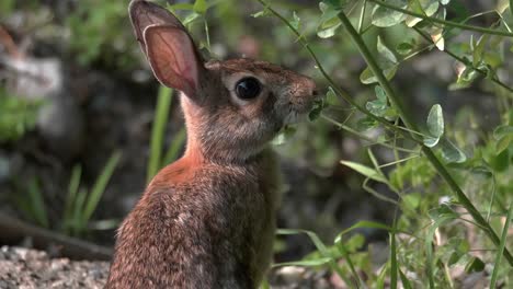 A-tight-shot-of-small-cottontail-rabbit-as-it-stands-on-its-hind-legs-to-eat-vegetation