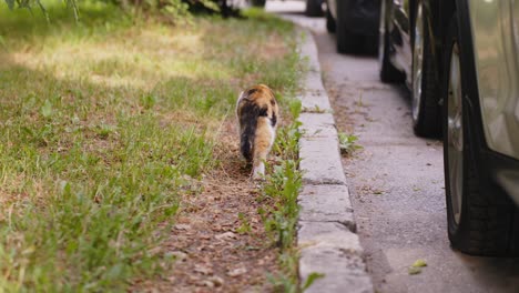Rear-view-of-lost-street-orange-black-cat-walking-alone-by-parked-cars,-day