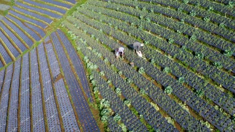 Aerial-birds-eye-shot-of-farmer-working-on-vegetable-plantation-and-collecting-crops-in-sunlight---orbit-shot