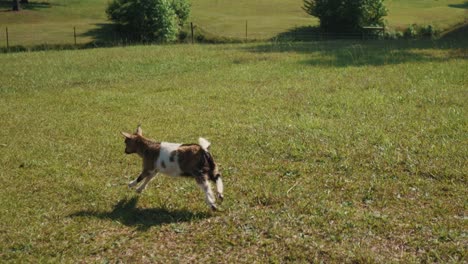 Young-healthy-strong-energetic-goat-jump-and-run-in-the-green-forest-park-meadow-during-sunny-day