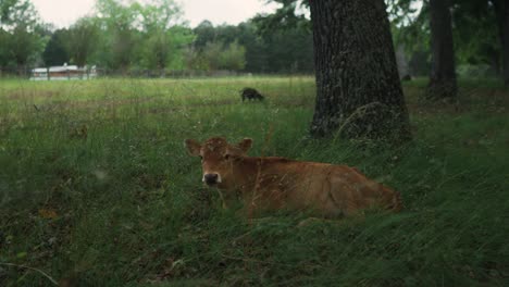 Hungry-brown-cow-chewing-the-food-sitting-amidst-green-farm-outdoors