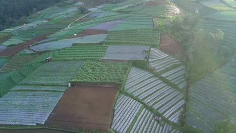Aerial-orbit-shot-of-large-Vegetable-Plantation-on-the-Slope-of-Mountain-during-sunbeams-shining