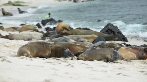 Schlafende-Galapagos-Seelöwen-Ruhen-Sich-Am-Strand-Von-Playa-Punta-Aus-Und-Entspannen-Sich-Neben-Wellen
