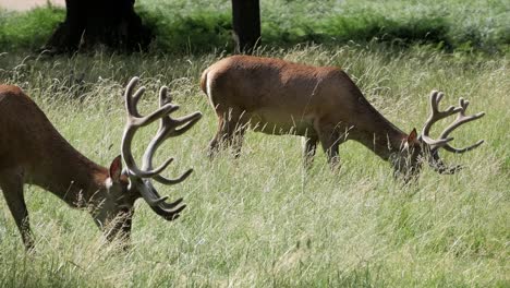 Close-up-profile-of-two-magnificent-red-deer-eating-grass-on-sunny-summer-day-at-Richmond-Park,-London