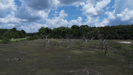 Aerial-path-towards-a-grouping-of-dead-trees-standing-out-in-a-swampy-marsh-that-is-in-a-state-of-low-tide