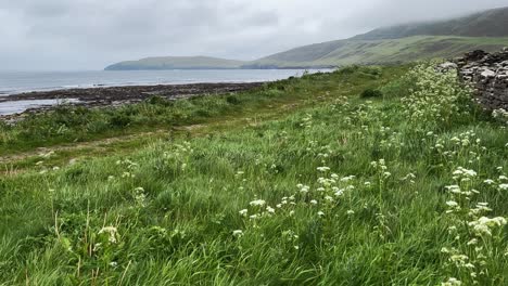 Ruined-fisherman-Huts-on-Rousay-with-Cow-Parsley-pan-right