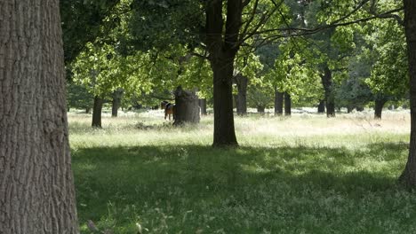 Horse-riding-lesson-in-Richmond-Park,-London
