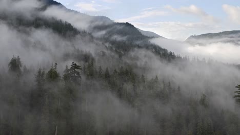 Urwald-In-British-Columbia-Mit-Tiefliegendem-Nebel