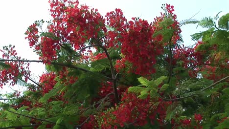 Tiro-Medio-De-Flores-Floreciendo-En-Arbusto,-Naha,-Okinawa,-Japón