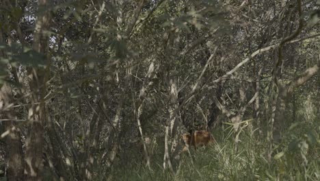 maned-wolf-hiding-in-the-woods