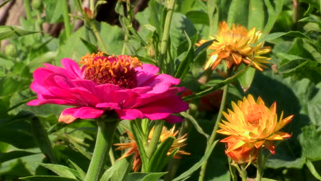 Close-up-of-pink-and-yellow-flowers,-zinnias-and-patulas,-mixed-with-the-green-of-other-plants