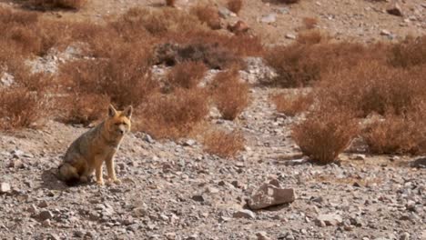 The-image-shows-a-chilla-fox-in-a-mountainous-area-of-northern-Chile