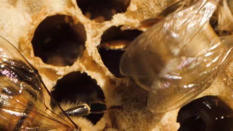 Close-up-macro-shot-of-bee-broods-inside-the-honeycomb