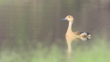 Whistling-duck-in-pond-area-