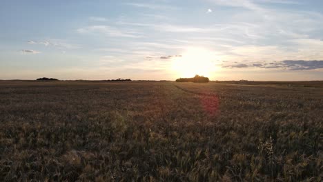 Weitläufige-Gerstenfelder-Bei-Einem-Wunderschönen-Sonnenuntergang-In-Der-Nordamerikanischen-Landschaft
