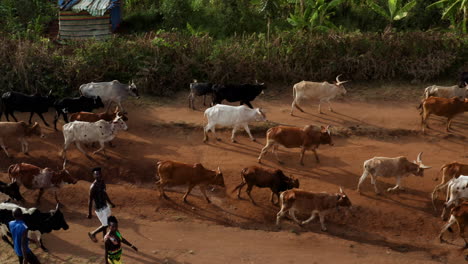Pastores-Caminando-Junto-A-La-Manada-De-Vacas-Que-Regresan-De-Los-Pastos-En-Jinka,-Etiopía