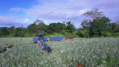 Conveyor-belt-and-laborers-during-pineapple-harvest,-Upala-in-Costa-Rica