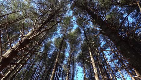 Tall-trees-swaying-in-the-winter-wind-at-New-River-State-Park-in-North-Carolina