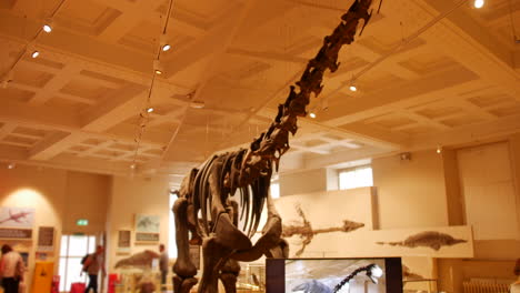 Un-Esqueleto-De-Dinosaurio-En-Una-Exposición-De-Museo-Sobre-Dinosaurios