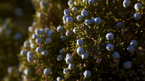 Wild-Juniper-Berry-Bush-Close-Up-Growing-in-Joshua-Tree-California