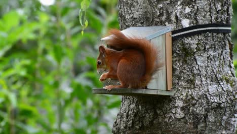 Close-up-of-red-squirrel-eating,-standing-on-an-artificial-wooden-holder-located-at-the-tree