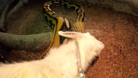 reticulated-python-pov-feeding-attacks-baby-goat-super-slow-motion