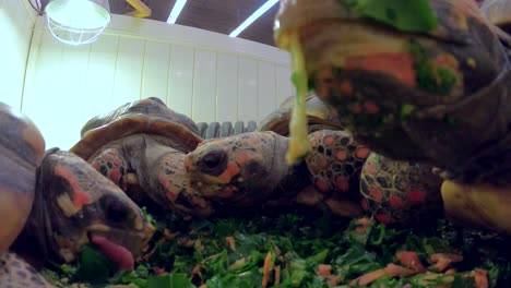 Tortugas-Comiendo-Ensalada-Juntos-Closeup-Santuario