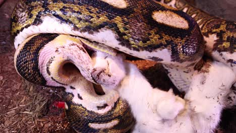 reticulated-python-biting-baby-goat-head-in-prep-to-swallow-closeup-slomo