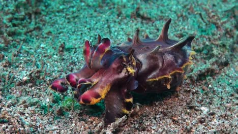 Close-up-of-Flamboyant-Cuttlefish-changing-colors-while-walking-over-sandy-reef