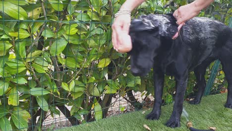 Adorable-Y-Hermoso-Perro-Labrador-Negro-Que-Se-Lava-Con-Esponja-Y-Jabón-En-El-Jardín
