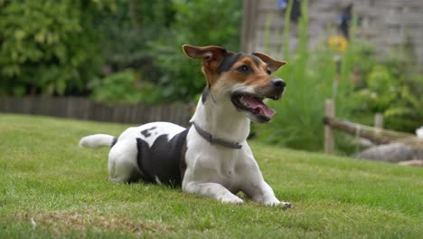 Nahaufnahme-Eines-Jack-Russel-Terrier-Hundes,-Der-Auf-Dem-Gras-Im-Hinterhof-Liegt-Und-Auf-Den-Ballwurf-Wartet