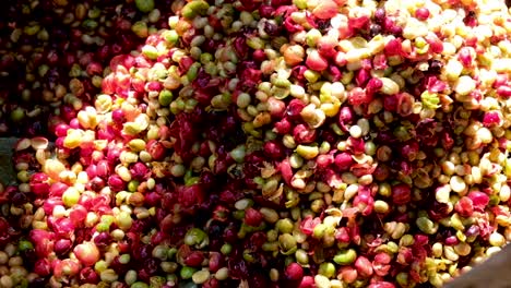 Pulping-Ripe-Coffee-Cherries-During-Coffee-Harvest-Season-Into-A-Flax-Basket-In-Timor-Leste