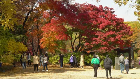Gente-En-El-Jardín-Del-Palacio-Changgyeonggung-Otoñal-Caminando-Y-Tomando-Fotos-De-Follaje-Colorido-Durante-El-Día,-Seúl,-Corea-Del-Sur