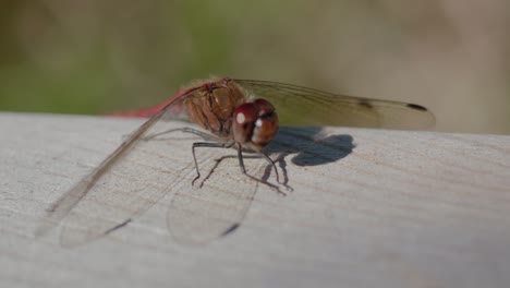Tiny-Dragonfly-Sitting-Still-and-Moving-its-Head,-Handheld-Close-Up