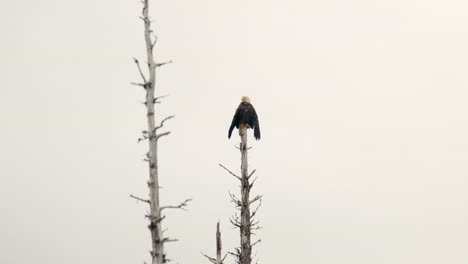 Back-View-Of-A-Bald-Eagle-Perched-On-Top-Of-A-Dead-Tree-Against-Clear-Sky