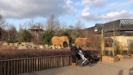 Familie-Genießt-Es,-Die-Elefanten-Im-Colchester-Zoo-Zu-Beobachten